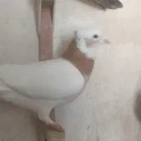 ۱۰تا کفتر شهری و بهبهانی بیرونی