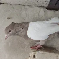 سینه ماده خوشگل