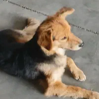 حیوانات|سگ|پاکدشت, پاکدشت (مامازند)|دیوار