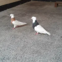 کوت عبدالله