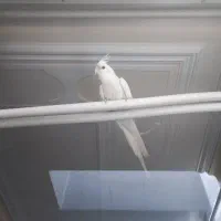 عروس هلندی مرواریدی نر از نژاد آلبینو|پرنده|الیگودرز, |دیوار