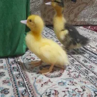 بچه اردک|حیوانات مزرعه|لیسار, |دیوار