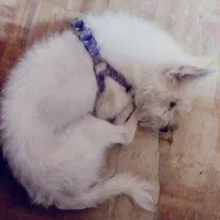 واگذاری سگ ترییر