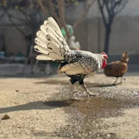 مرغ و خروس سبرایت|حیوانات مزرعه|بوکان, |دیوار