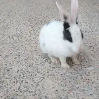خرگوش