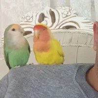 طوطی برزیلی