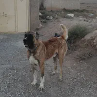 واگذاری سگ دهن پاک|سگ|سبزوار, پاسداران|دیوار