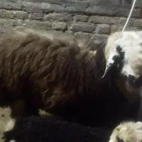 بره نر خمیر و چاق