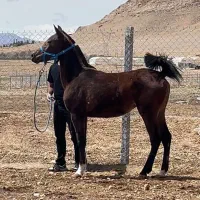 کره مادیان بسیار دمگیر و سواری