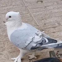 کبوتر ساتن گمشده|پرنده|شاهین‌شهر, شهرک گلدیس|دیوار