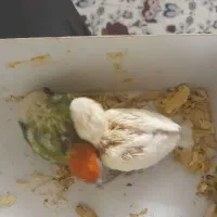 کوتوله سرلاکی