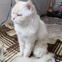 گربه پرشین