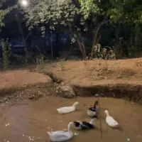 اجاره ویلا در گلدشت/روزانه/ساعتی/هفته ای|اجارهٔ کوتاهمدت ویلا و باغ|بروجرد, |دیوار