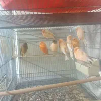 قناری نر و ماده|پرنده|سمنان, |دیوار