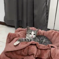 فقط موچی و به سرپرست با مسئولیت و با حوصله میدم