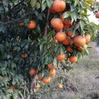 استخدام کارگر ساده نیازمند کارگر ساده|خدمات باغبانی و درختکاری|بندرعباس, |دیوار
