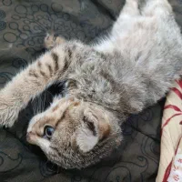 واگذاری بچه گربه نر|گربه|چمران, |دیوار