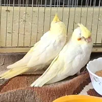 پرنده عروس هلندی