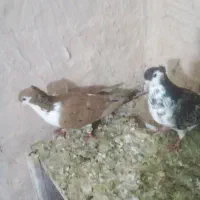 یک جفت کبوتر ساده دم رنگی کاکلی
