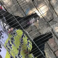 کبوتر زاغ واکسی پرشی بازیکن جفت نرجوون۱۲۰۰|پرنده|شاهینشهر, شهرک گلدیس|دیوار