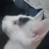 گربه ملوس و بازیگوش