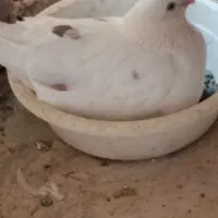 کبوترفروشی|پرنده|رباط‌کریم, پرندک|دیوار