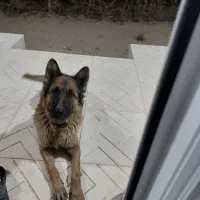 واگذاری سگ ژرمن|سگ|کبودرآهنگ, |دیوار