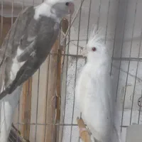 جوجه عروس البینو جوجه کوتوله البینو گرینچیک