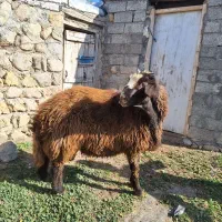 بره قوچ دودندان