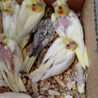 فروش تعدادی جوجه سرلاکی عروس هلندی|پرنده|کرمان, |دیوار