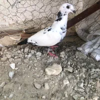 کبوتر گوره ای ماده