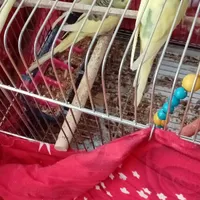 ۴عدد مرغ عشق بالغ