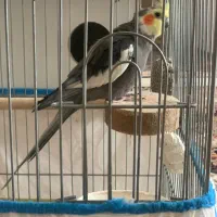 یک جفت عروس هلندی دو جوجه و ۵تخم