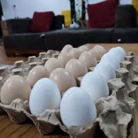 تخم مرغ اوشامو و لاری سیاه یک دست