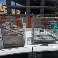 ماده قناری استاد جفت خور سهره دارچینی و موزایکی