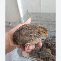 بلدرچین 32روزه نژاد فوق سنگین