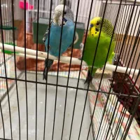 مرغ عشق ، فنج