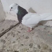 کفتر