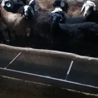 8 راس بره ماده