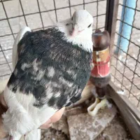 کبوترطوقی خالدار|پرنده|شاهرود, |دیوار