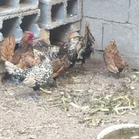 تخم مرغ سیبرایت از بهترین نژاد