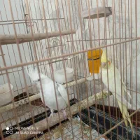 عروس هلندی مولد نر البینو دوکت ماده لوتینو|پرنده|تهران, شهرک بعثت|دیوار
