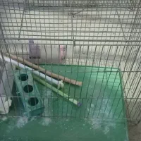 قفس پرنده قناری ومرغ عشق|لوازم جانبی حیوانات|بروجن, |دیوار