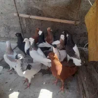 پرشی و جفتگاه