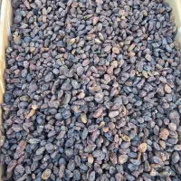 نمایندگی کشمش و مویز شیراز