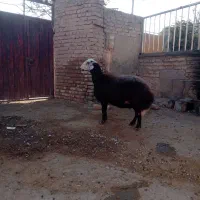 میش /گوسفند/ قوچ خورده/اصل بروجردی