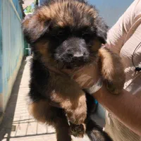 فروش توله شیانلو بسیار زیبا و اصل ژرمن موبلند|سگ|اصفهان, مرداویج|دیوار