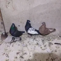 کبوتر بهبهانی  دانه ای 400