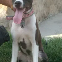 سگ پیتبول ماده