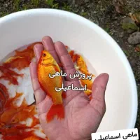 ماهی گلدفیش|ماهی|قم, شهر قائم|دیوار